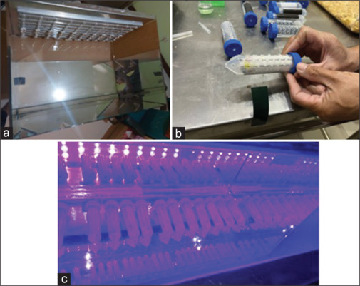 Development of a BALB/c mice model for blue light retinal damage.