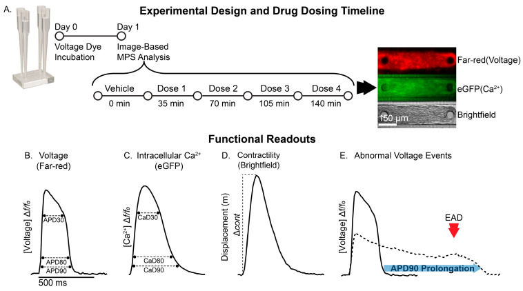 Nonclinical Human Cardiac New Approach Methodologies (NAMs) Predict Vanoxerine-Induced Proarrhythmic Potential.