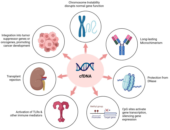 Beyond the Blood Cell: The Emerging Role of Cell-Free DNA in Transfusion Medicine.