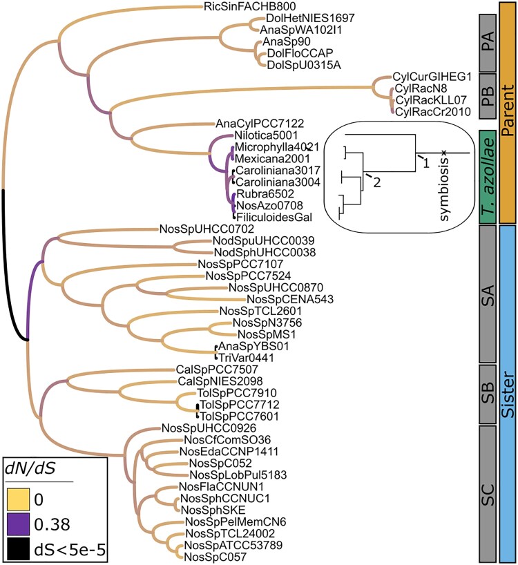 Selection Maintains Photosynthesis in a Symbiotic Cyanobacterium Despite Redundancy With its Fern Host.