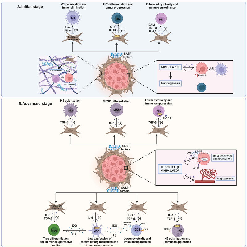 The Role of Senescence, its Therapeutic Relevance and Clinical Implications in the Tumor Microenvironment.