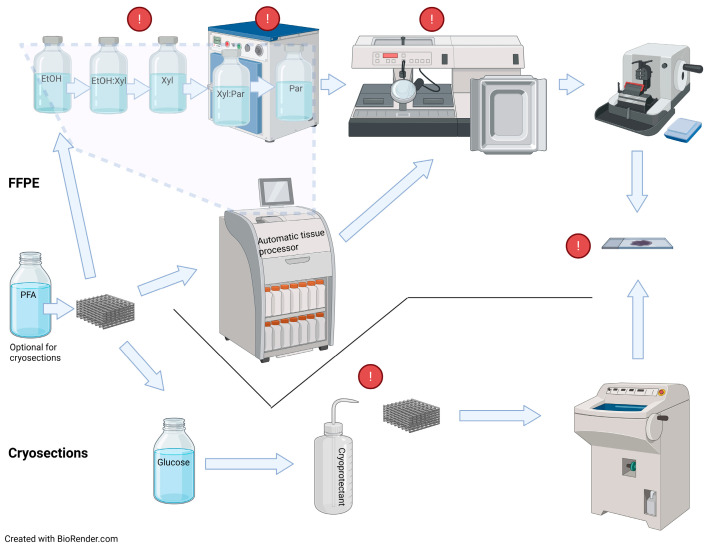 Histological Processing of Scaffolds: Challenges and Solutions.