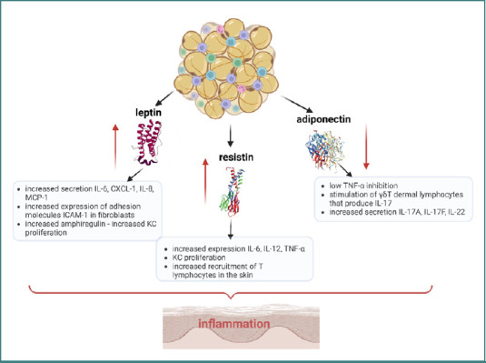 Psoriasis, stem cells, and obesity: metabolic exploration for therapeutics.