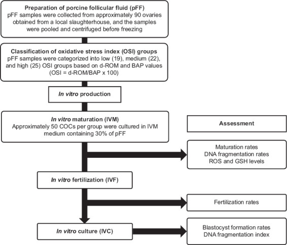 Oxidative stress index of porcine follicular fluid influences meiotic maturation and embryo development during <i>in vitro</i> culture.