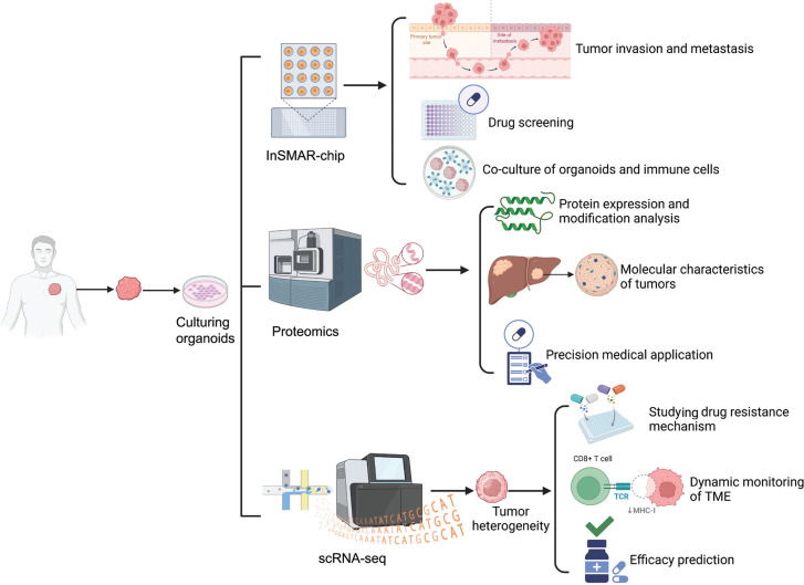 Organoid models in oncology: advancing precision cancer therapy and vaccine development.