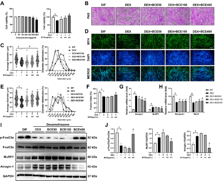 Bovine colostrum-derived exosomes alleviate muscle degeneration by modulating gut microbiota and metabolic homeostasis in atrophy models.