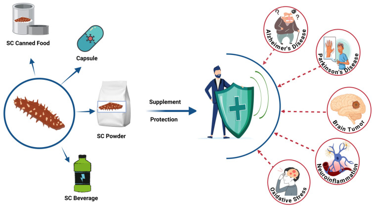 Therapeutic Potential of Sea Cucumber-Derived Bioactives in the Prevention and Management of Brain-Related Disorders: A Comprehensive Review.
