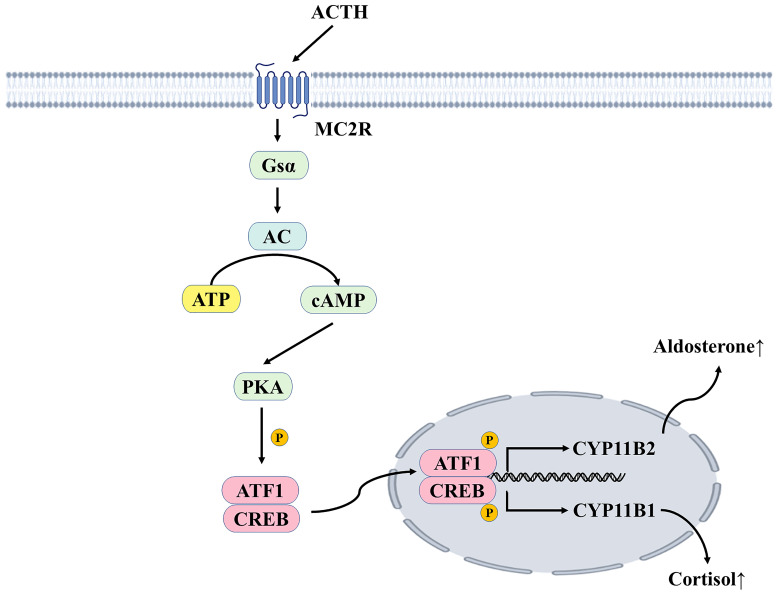 Effect of Pituitary-Target Gland Axis on RAAS in the Context of COVID-19.