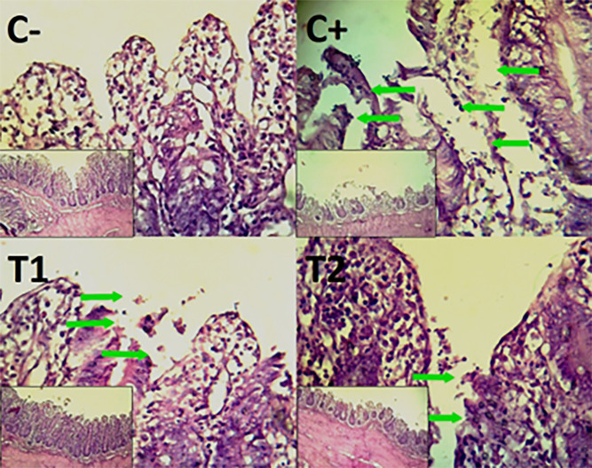 Mycotoxin binder for immune and intestinal histopathology ameliorations against Newcastle disease in vaccinated broilers.