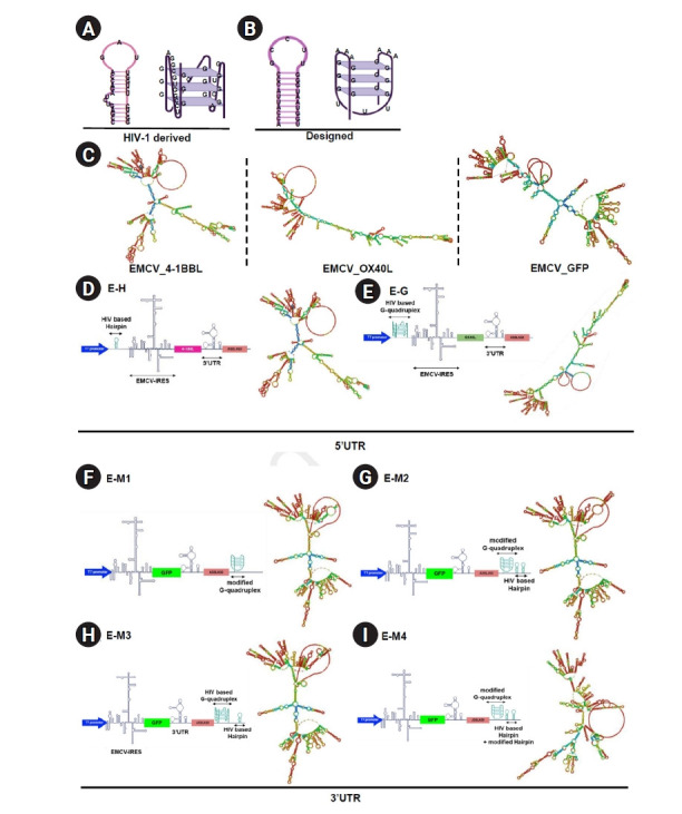 Insertion of a G-quadruplex or hairpin structure into the 5' UTR or poly(A) sequences reduces translation efficiency of the encephalomyocarditis virus internal ribosome entry site: a preclinical in vitro study.