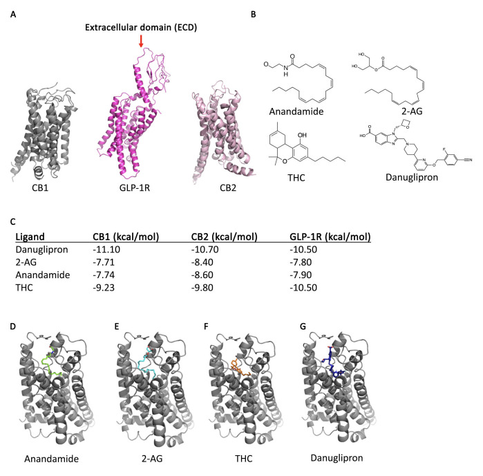 Molecular docking of danuglipron uncovers potential crossovers between GLP-1R and the endocannabinoid system.