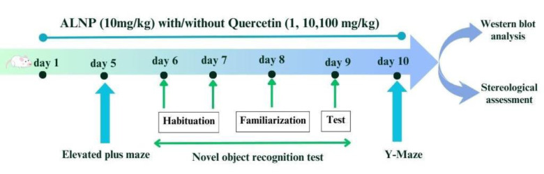Quercetin mitigates aluminum nanoparticle-induced neurotoxicity: a stereological and molecular study on memory, hippocampal integrity, and MAPK signaling.