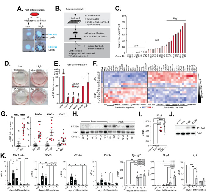 PITX2 is enriched in highly adipogenic brown preadipocytes.