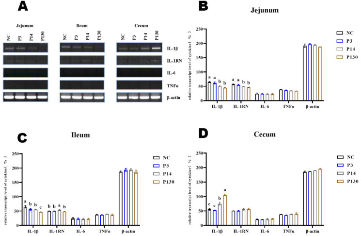Effects of polyphosphates with different chain lengths on digestive organ weight, carcass quality, and immune response, and intestinal microflora in broilers.