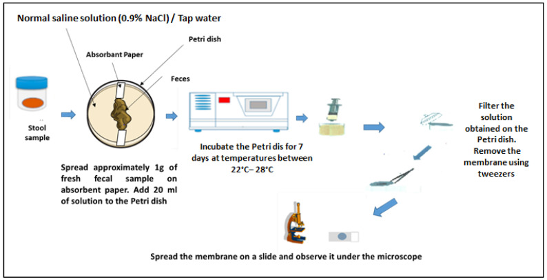 Polyparasitic Infections: Associated Factors and Effect on the Haemoglobin Level of Children Living in Lambaréné Remote and Surrounding Rural Areas from Gabon-A Cross-Sectional Study.