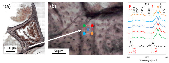 On the Interplay Between Roughness and Elastic Modulus at the Nanoscale: A Methodology Study with Bone as Model Material.