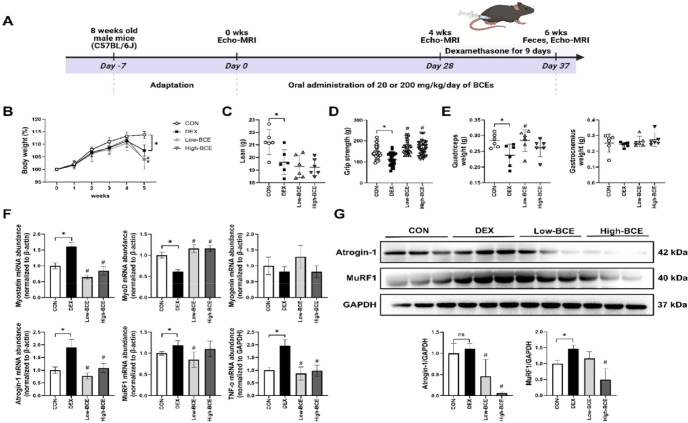 Bovine colostrum-derived exosomes alleviate muscle degeneration by modulating gut microbiota and metabolic homeostasis in atrophy models.