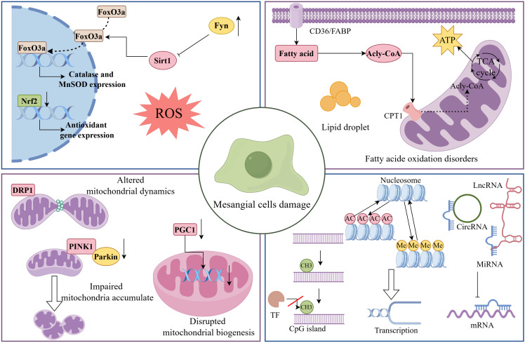 Mesangial Cells in Diabetic Kidney Disease: From Mechanisms to Therapeutic Implications.