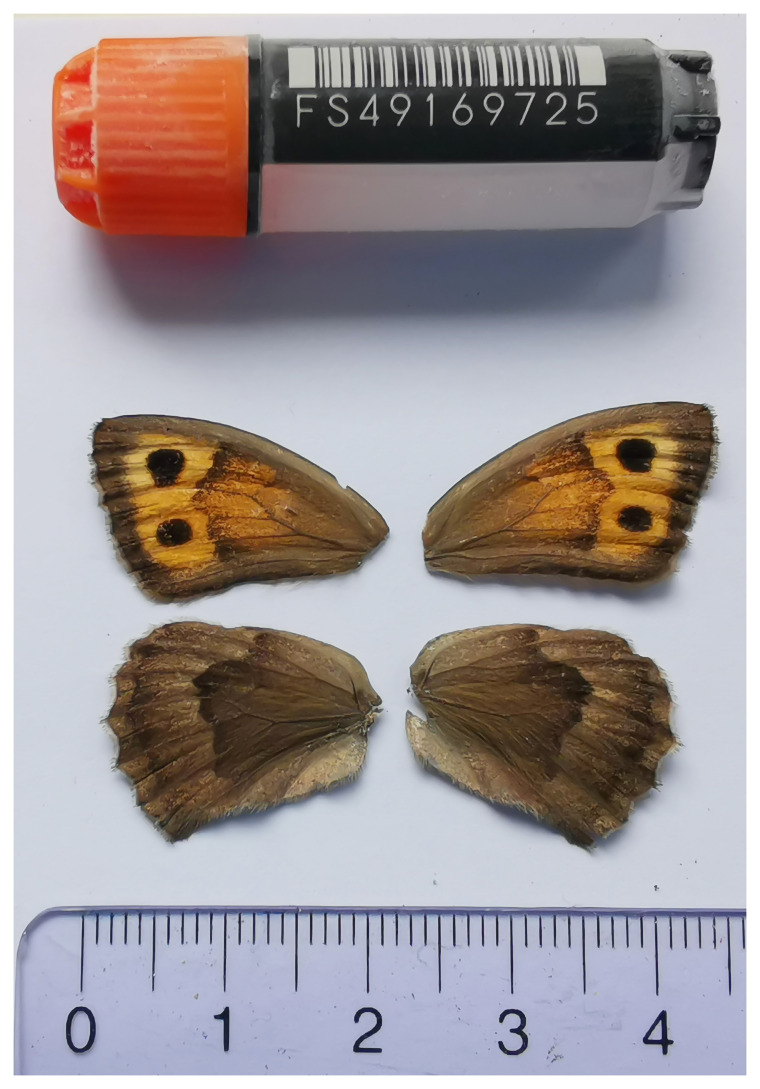 The genome sequence of the Dusky Meadow Brown, <i>Cercyonis lycaon</i> (Lepidoptera: Nymphalidae).