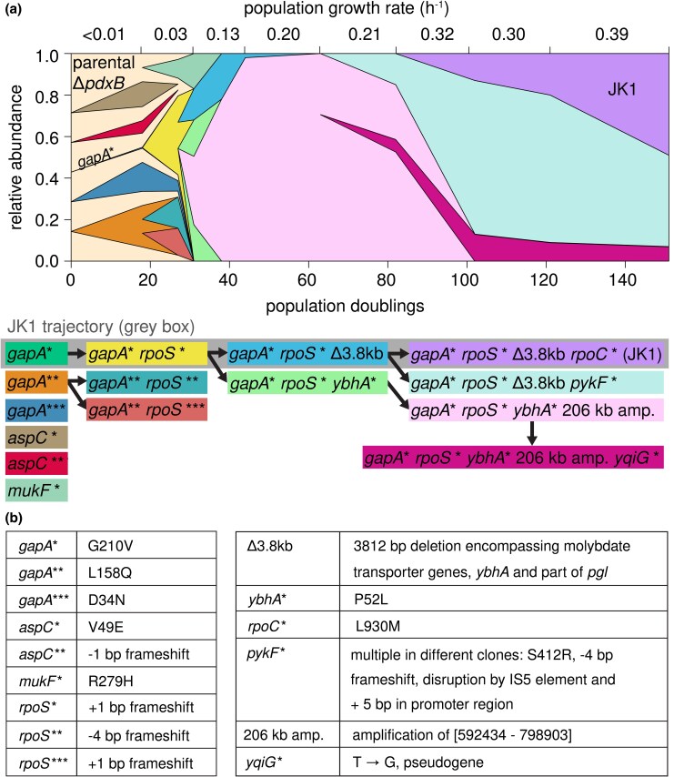 Mutations Elevate an Underground Pathway to a Physiologically Relevant Protopathway.
