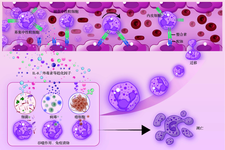 [Advancement in neutrophil-based drug delivery systems].