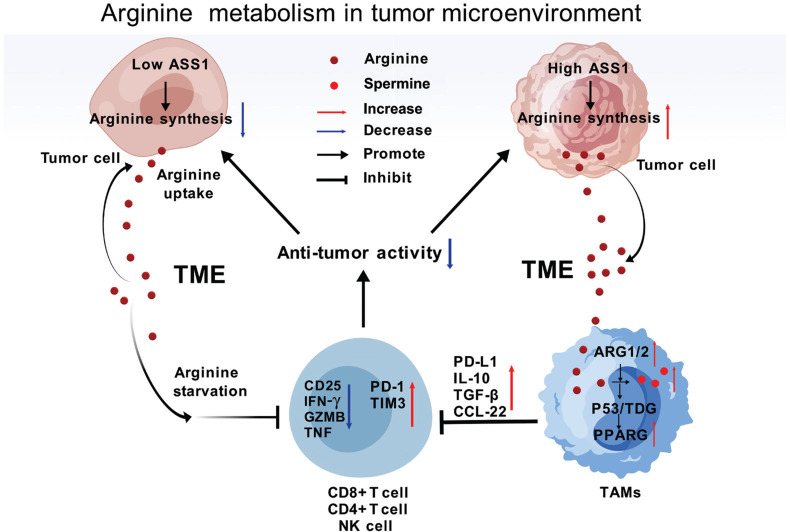 The arginine metabolism battlefield: how metabolite exchange in the tumor microenvironment shapes an immunosuppressive ecosystem.