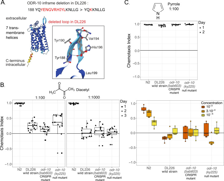 A polymorphic inframe deletion in the ODR-10 extracellular loop 2 abolishes diacetyl sensing.