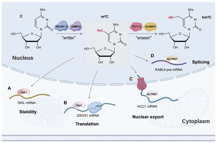 Epitranscriptomic mechanisms and implications of RNA m<sup>5</sup>C modification in cancer.