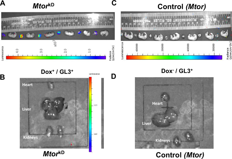 PiggyBac transposase-mediated inducible trophoblast-specific knockdown of Mtor decreases placental nutrient transport and fetal growth.