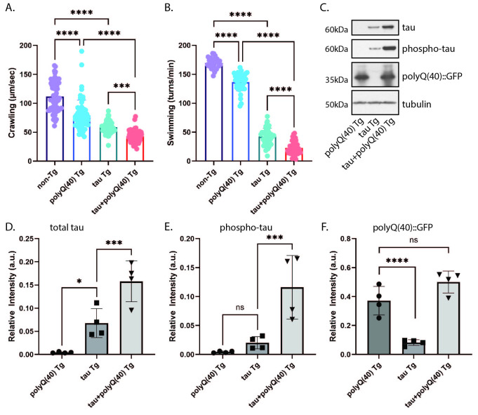 Expression of polyglutamine repeats at the pathogenic threshold modestly enhances tau neurotoxicity and protein accumulation in <i>C. elegans</i>.