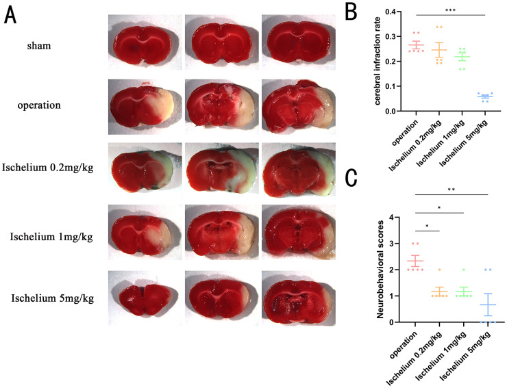 Exploring the protective effects of ischelium on rat brain ischemia-reperfusion injury.