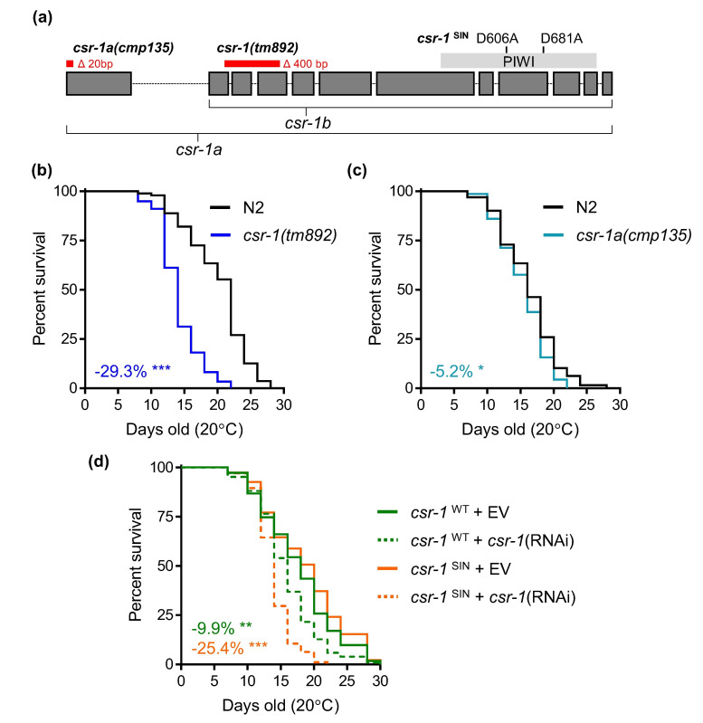 Requirement of CSR-1 isoforms and catalytic activity for <i>C. elegans</i> lifespan.