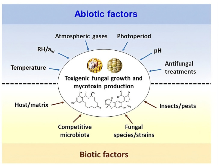 Engineered Metal Nanoparticles: A Possible Small Solution to Big Problems Associated with Toxigenic Fungi and Mycotoxins.