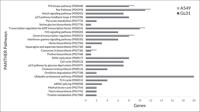 Comparative Copy Number Variation Profiling of GL01, an Immortalized Non-small Cell Lung Cancer Cell Line Derived from a Filipino Patient, and A549 Lung Adenocarcinoma Cells.
