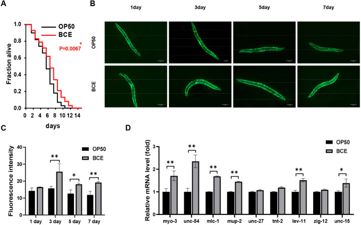 Bovine colostrum-derived exosomes alleviate muscle degeneration by modulating gut microbiota and metabolic homeostasis in atrophy models.