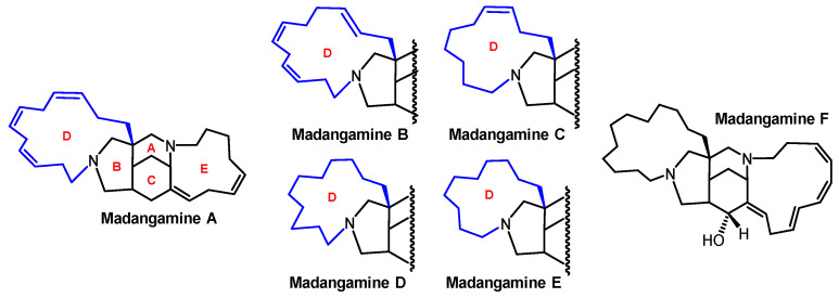 The Madangamines: Synthetic Strategies Toward Architecturally Complex Alkaloids.