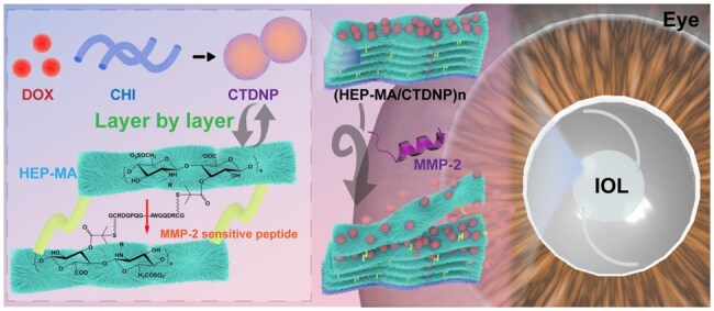 Matrix metalloproteinase-2 and pH-responsive drug eluting multilayer as intraocular lens coating to improve the posterior capsule opacification inhibition.