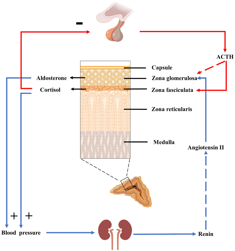 Effect of Pituitary-Target Gland Axis on RAAS in the Context of COVID-19.