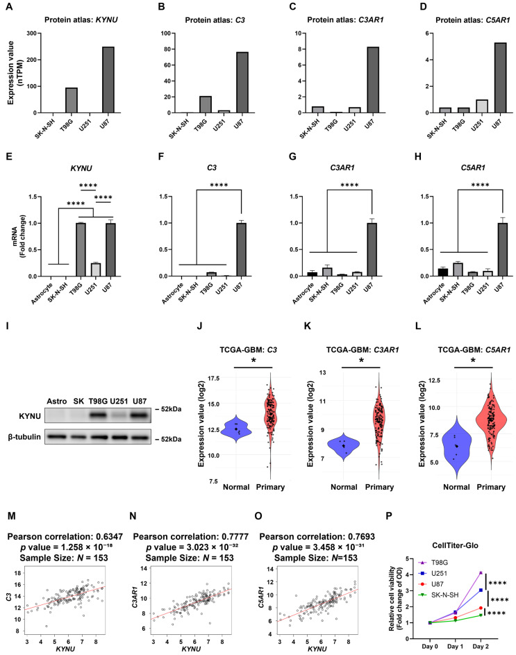 Targeting the Kynureninase-HDAC6-Complement Axis as a Novel Therapeutic Strategy in Glioblastoma.