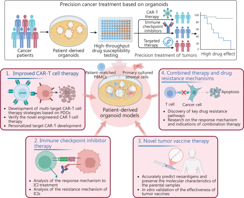 Organoid models in oncology: advancing precision cancer therapy and vaccine development.