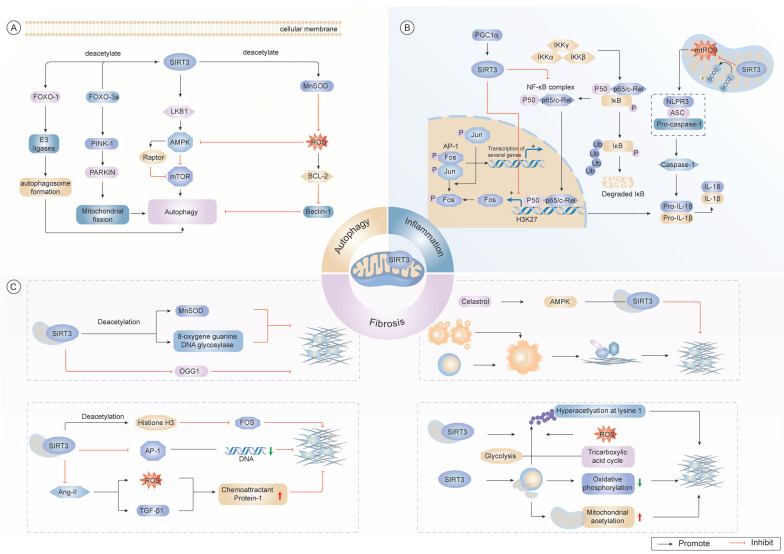 Roles of SIRT3 in aging and aging-related diseases.
