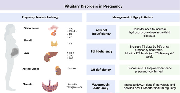 Pituitary disorders in pregnancy.