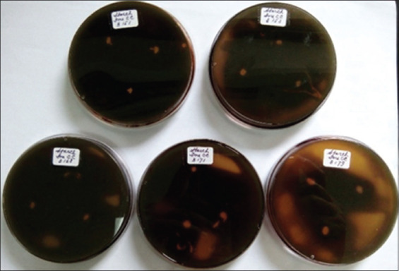 Enhancing the nutritional profile of purple sweet potato flour through fermentation with <i>Lactiplantibacillus plantarum</i> InaCC B157: A functional food perspective.