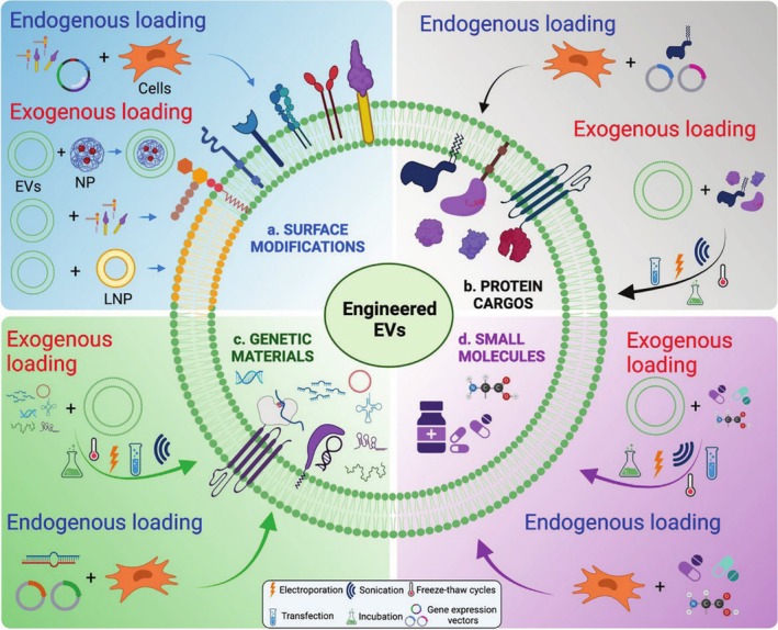 Engineered Extracellular Vesicles in Arthritic Diseases: Therapeutic Applications & Challenges.