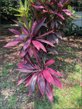 Identification of bioactive compounds in <i>Cordyline fruticosa</i> (L.) A. Chev. leaf extract and its antimicrobial activity against cariogenic microorganisms.