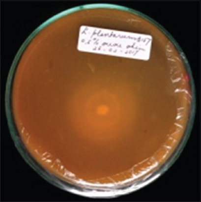 Enhancing the nutritional profile of purple sweet potato flour through fermentation with <i>Lactiplantibacillus plantarum</i> InaCC B157: A functional food perspective.