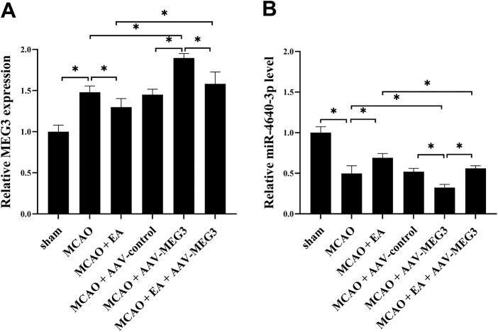 Electroacupuncture therapy improves cognitive dysfunction after ischemic stroke in Sprague-Dawley rats by adjusting the lncRNA-MEG3/miR-4640-3p axis.