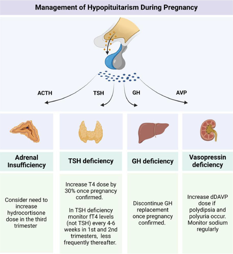 Pituitary disorders in pregnancy.