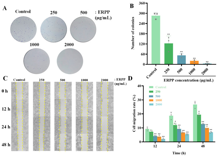 Antitumor Activity of <i>Ruditapes philippinarum</i> Polysaccharides Through Mitochondrial Apoptosis in Cellular and Zebrafish Models.