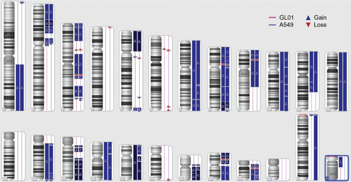Comparative Copy Number Variation Profiling of GL01, an Immortalized Non-small Cell Lung Cancer Cell Line Derived from a Filipino Patient, and A549 Lung Adenocarcinoma Cells.